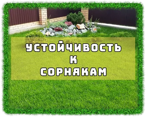 Рулонный газон в Волгодонске