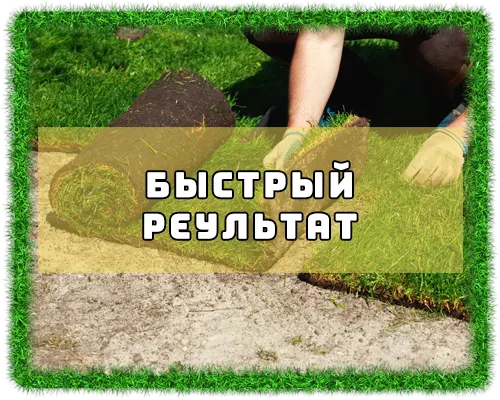 Рулонный газон в Волгодонске стоимость